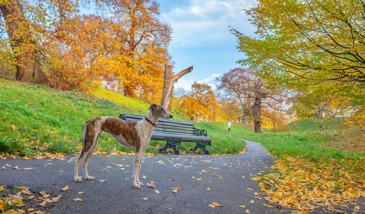 Dog in Greenwich Park